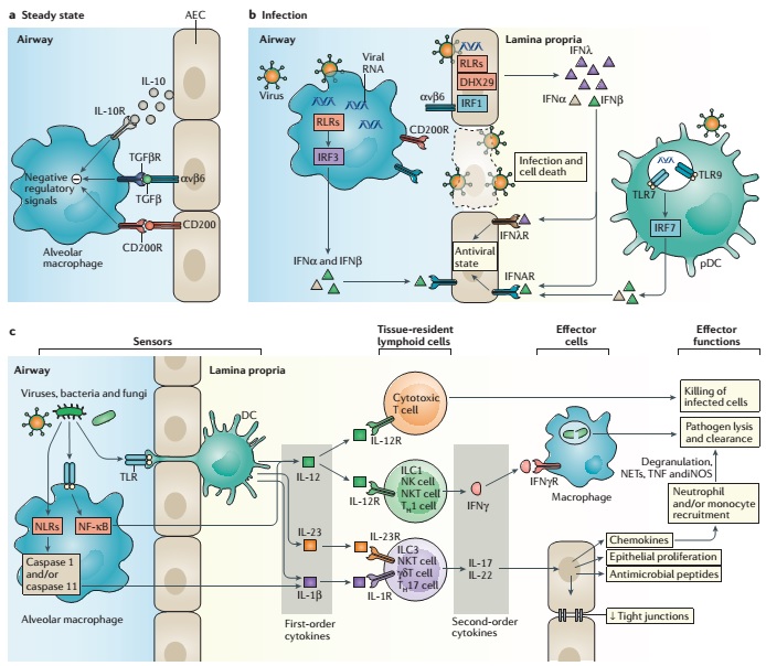 Early Local Immune Defences in the Respiratory