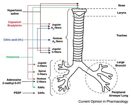 Peripheral Neural Circuitry in Cough